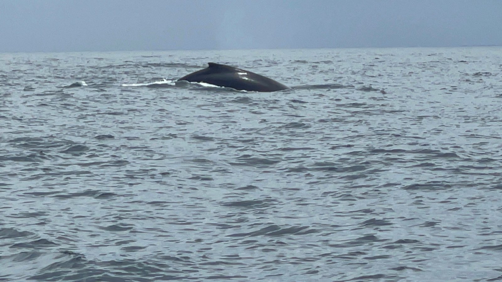 Ballena jorobada