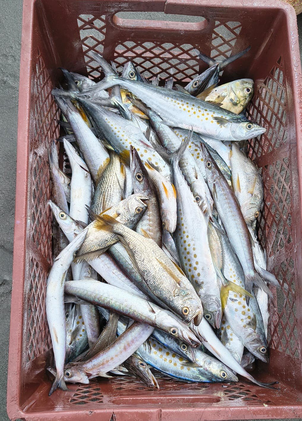 Pesca Artesanal